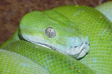 Pythons kaufen und verkaufen Photo: Morelia Viridis Baumpython