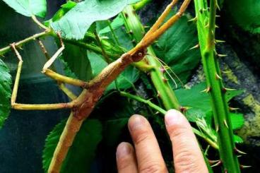Insekten kaufen und verkaufen Foto: Phasma gigas, Riesenstabschrecke