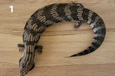 Skinke kaufen und verkaufen Foto: Tiliqua Scincoides Scincoides (NSW) Skinke kaufen und verkaufen Foto: Tiliqua Scincoides Scincoides (NSW)
