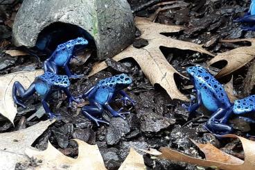 Pfeilgiftfrösche kaufen und verkaufen Foto: D.T. Azureus 1.1 oder Jungtiere