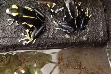 Poison dart frogs kaufen und verkaufen Photo: D.T. Alanis 1.1 oder Jungtiere