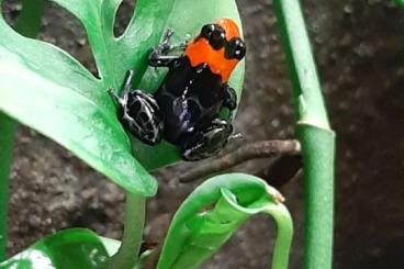 Poison dart frogs kaufen und verkaufen Photo: Ranitomeya Benedicta 5.5.x