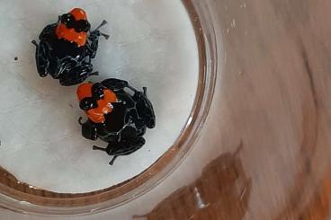 Poison dart frogs kaufen und verkaufen Photo: Pfeilgiftfrösche abzugeben, Nachzuchten