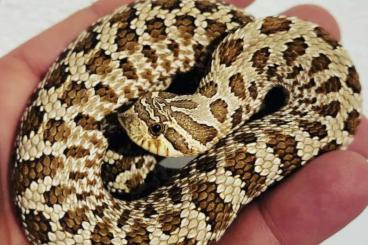 Schlangen kaufen und verkaufen Foto: Hognose heterodox Hackennasen Natter 
