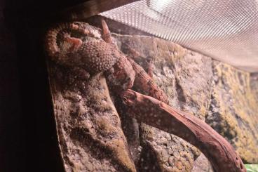 Geckos kaufen und verkaufen Foto: 3x Dickfingergeckos [Chondrodactylus turneri] zu verkaufen