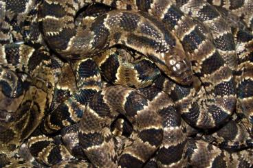 Snakes kaufen und verkaufen Photo: Hydrodynastes gigas CB 06/23
