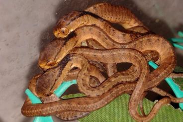 Schlangen kaufen und verkaufen Foto: Pareas carinatus - snail eaters