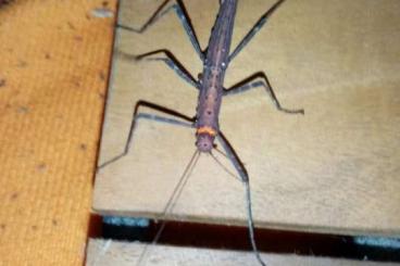 Insects kaufen und verkaufen Photo: Phasmiden - Trachythorax albomaculatus "Kon Chu Rang"