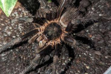 Spiders and Scorpions kaufen und verkaufen Photo: Biete Cymbiapophysa, Hapalopus, Encyocratella, Monocentropus, Caribena