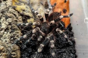 Spinnen und Skorpione kaufen und verkaufen Foto: Biete Brachionopus, Acanthoscurria, Hapalopus, Caribena