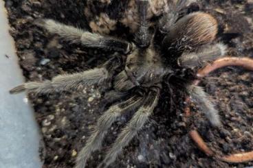 Spinnen und Skorpione kaufen und verkaufen Foto: Biete Aphonopelma moderatum, Grammostola, Trichopelma, Hapalopus