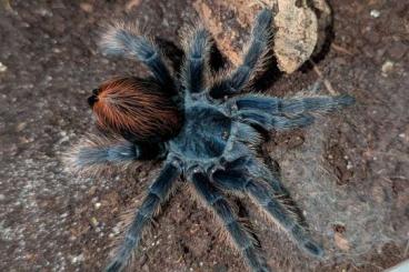 Spiders and Scorpions kaufen und verkaufen Photo: Biete Aphonopelma mooreae, moderatum, Brachionopus, Trichopelma, Spiders and Scorpions kaufen und verkaufen Photo: Biete Aphonopelma mooreae, moderatum, Brachionopus, Trichopelma,
