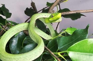 Snakes kaufen und verkaufen Photo: Amazon Winesnake - Oxybelis fulgidus - Amazonas Lianennatter Snakes kaufen und verkaufen Photo: Amazon Winesnake - Oxybelis fulgidus - Amazonas Lianennatter