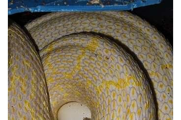 Nattern ungiftige kaufen und verkaufen Foto: Elaphe carinata offsprings 2025 Nattern ungiftige kaufen und verkaufen Foto: Elaphe carinata offsprings 2025