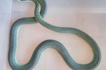 Schlangen kaufen und verkaufen Foto: Stunning breeding male Philodryas baroni BLUE readdy to fly Schlangen kaufen und verkaufen Foto: Stunning breeding male Philodryas baroni BLUE readdy to fly