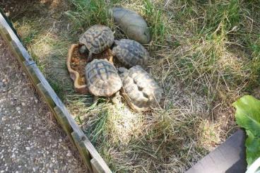 Landschildkröten kaufen und verkaufen Foto: Griechische Landschildkröten (weiblich) THB