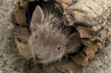 Exotic mammals kaufen und verkaufen Photo: Echinops telfairi (kleiner Igeltanrek)