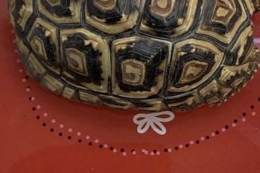 Landschildkröten kaufen und verkaufen Foto: Stigmochelys pardalis babcocki