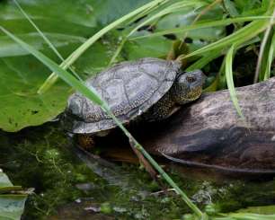Sumpfschildkröten kaufen und verkaufen Foto: Suche männliche Emys Orbicularis