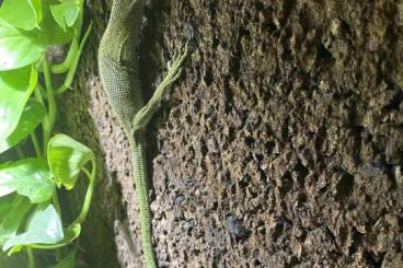 Monitor lizards kaufen und verkaufen Photo: Varanus Kordensis cb 2020