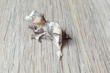 Geckos kaufen und verkaufen Foto: Uroplatus Ebenaui 2,1(04/25 u. 01/25) Geckos kaufen und verkaufen Foto: Uroplatus Ebenaui 2,1(04/25 u. 01/25)