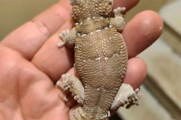 Geckos kaufen und verkaufen Foto: Chondrodactylus fitzsimonsi - Trachydactylus and Pachydactylus Geckos kaufen und verkaufen Foto: Chondrodactylus fitzsimonsi - Trachydactylus and Pachydactylus
