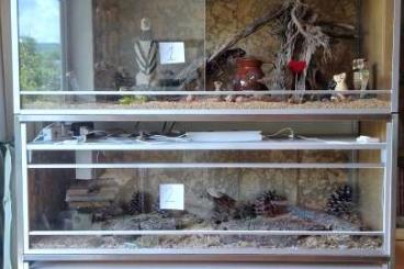 Terrarien kaufen und verkaufen Foto: Anlage bestehend aus 3 Terrarien aus unvergänglichen Materialien Terrarien kaufen und verkaufen Foto: Anlage bestehend aus 3 Terrarien aus unvergänglichen Materialien