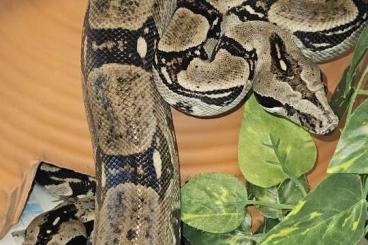 Boas kaufen und verkaufen Foto: 1.0 Boa constrictor longicauda (Anery)