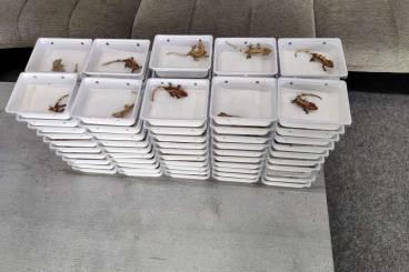 Geckos kaufen und verkaufen Foto: Correlophus ciliatus  offer