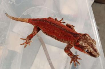 Geckos kaufen und verkaufen Foto: Correlophus ciliatus , Gargoyle