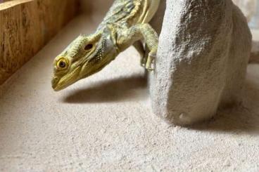 Bearded dragons kaufen und verkaufen Photo: Biete ein Bartagam samt Behausung 