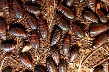 Insects kaufen und verkaufen Photo: Macropanesthia rhinoceros Insects kaufen und verkaufen Photo: Macropanesthia rhinoceros