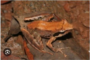 frogs kaufen und verkaufen Photo: Blommersia transmarina tadpoles frogs kaufen und verkaufen Photo: Blommersia transmarina tadpoles