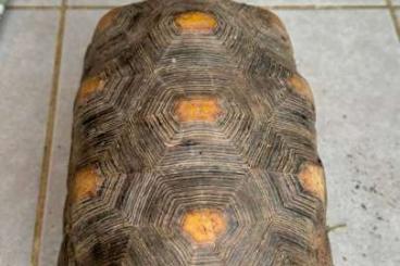 Schildkröten  kaufen und verkaufen Foto: Chelonoidis carbonarius (Tortue charbonnière)