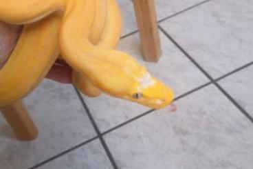 Pythons kaufen und verkaufen Foto: Ich biete.  Retic  Babys 