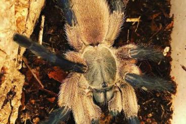 Spinnen und Skorpione kaufen und verkaufen Foto: 0.1 Monocentropus balfouri und 0.1 Kukulcania hibernalis
