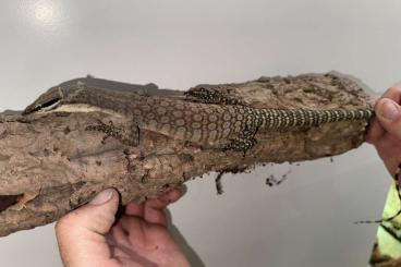 Warane kaufen und verkaufen Foto: 0.0.4 Varanus Glauerti from 2023