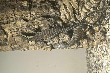 Monitor lizards kaufen und verkaufen Photo: Varanus Glauerti 0.0.2 available 