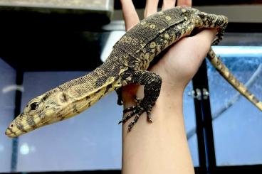 Monitor lizards kaufen und verkaufen Photo: WhatsApp +420792772490 / possible for Houten Monitor lizards kaufen und verkaufen Photo: WhatsApp +420792772490 / possible for Houten