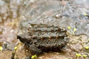 Frösche kaufen und verkaufen Foto: TURTLES, FROGS, INSECT, AXOLOTL, MAMMLAS Frösche kaufen und verkaufen Foto: TURTLES, FROGS, INSECT, AXOLOTL, MAMMLAS