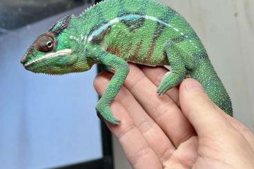 Chamaeleons kaufen und verkaufen Photo: !!Varanus species, IGUANA, TRIOCERUS!!! Chamaeleons kaufen und verkaufen Photo: !!Varanus species, IGUANA, TRIOCERUS!!!