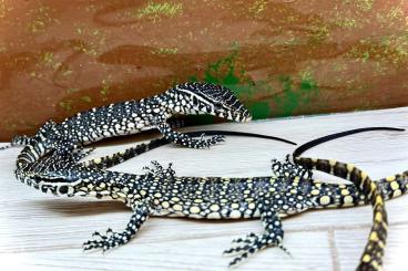 Warane kaufen und verkaufen Photo: Chameleo, Timon, Varanus Warane kaufen und verkaufen Photo: Chameleo, Timon, Varanus