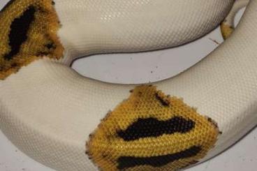 Königspythons kaufen und verkaufen Foto: Python regius, königspython Piebald Fire Leopard 0.1