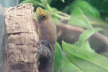 Geckos kaufen und verkaufen Photo:  Gonatodes und Hemiphyllodactylus 