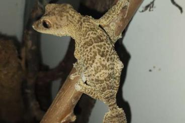 Geckos kaufen und verkaufen Foto: Uroplatus Henkeli        