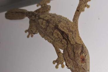 Geckos kaufen und verkaufen Foto: Uroplatus henkeli                                