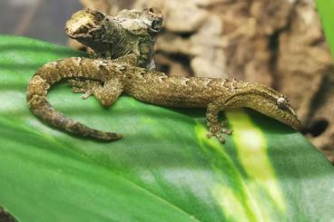 Geckos kaufen und verkaufen Foto: Biete Jungferngeckos (Lepidodactylus lugubris) Geckos kaufen und verkaufen Foto: Biete Jungferngeckos (Lepidodactylus lugubris)