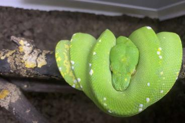 Pythons kaufen und verkaufen Foto: 1.0 Morelia viridis HY x Aru