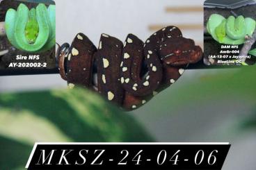 Pythons kaufen und verkaufen Foto: Morelia viridis / Baumpython/ Green Tree Python Pythons kaufen und verkaufen Foto: Morelia viridis / Baumpython/ Green Tree Python