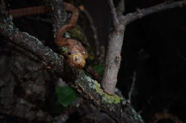 Nattern ungiftige  kaufen und verkaufen Foto: 2 adult Pareas carinatus - Schneckennattern